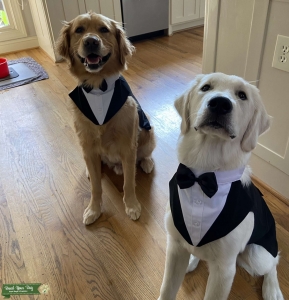 Adorable little man looking for love Listing Image