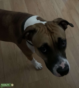 Boxer pit bitch Listing Image
