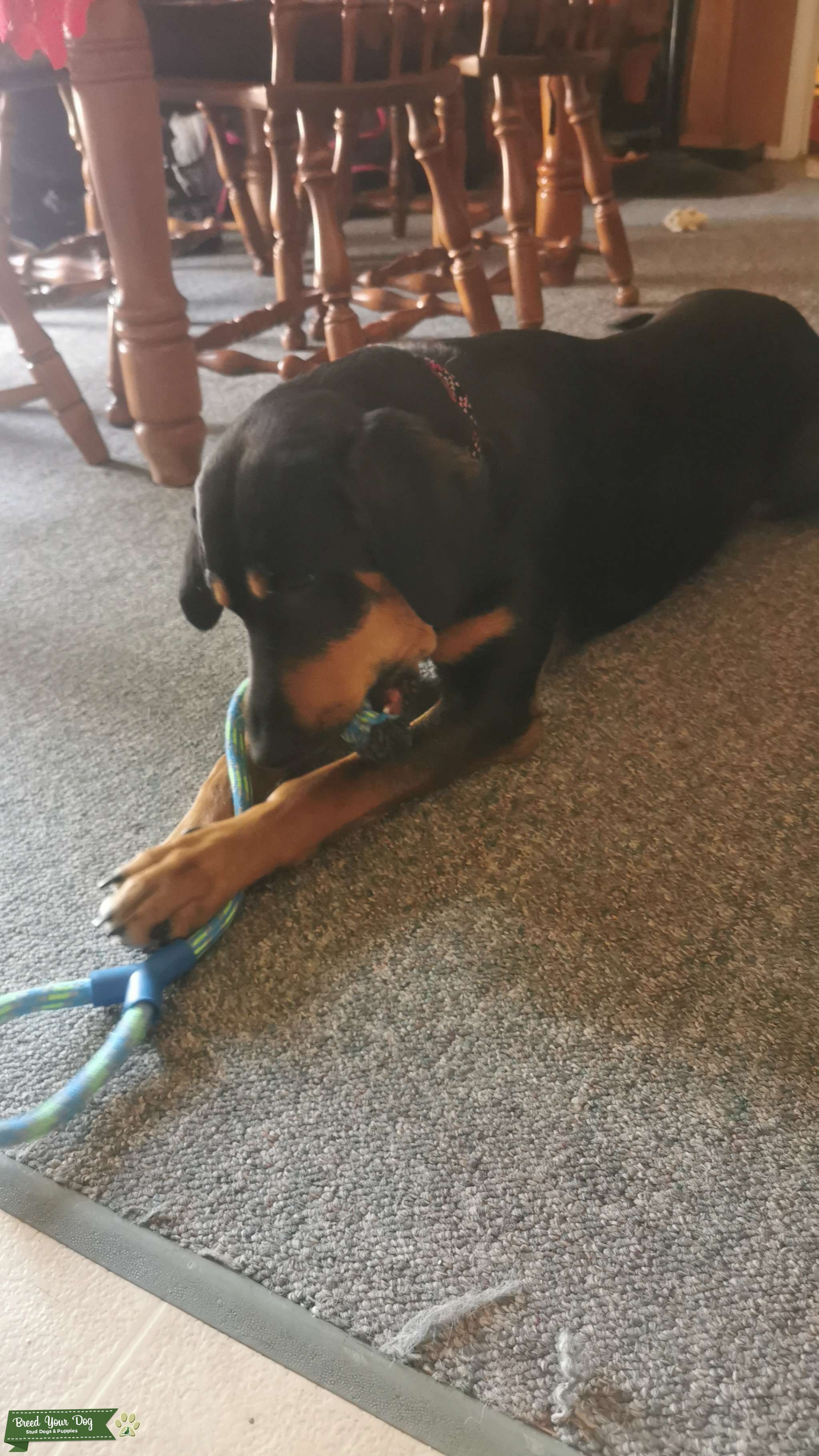 Black and Tan Dobermann/Lab cross Stud Dog in ON, the United Kingdom