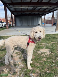 Goldendoodle Stud looking for female Listing Image