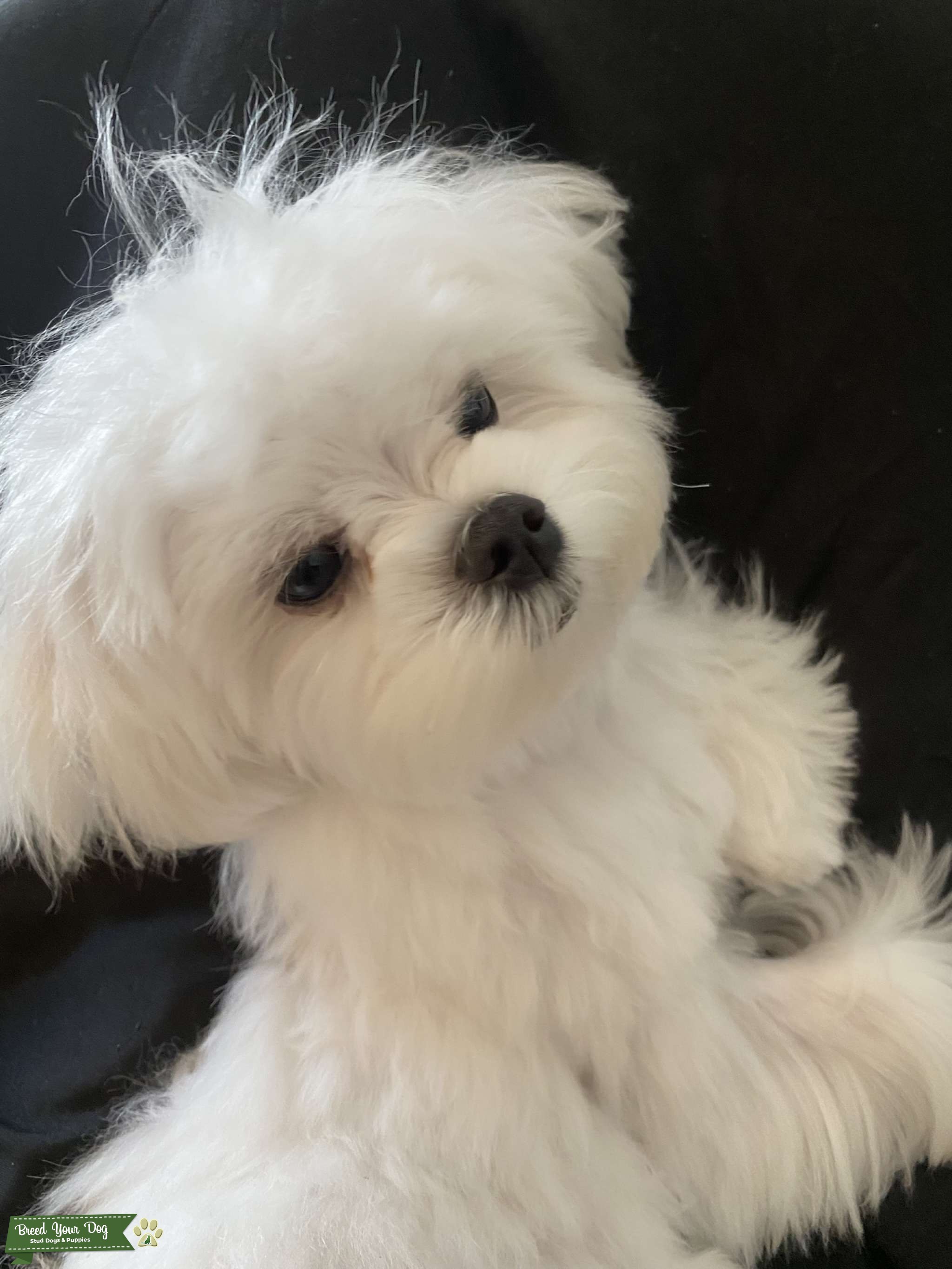 Teacup Maltese Ready to Breed Stud Dog in Tennessee, United States