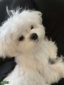 Teacup Maltese Ready to Breed Listing Image
