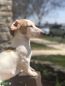 Cream Piebald Dachshund  Listing Image