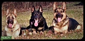 German Shepherd Dog Super Studs Listing Image