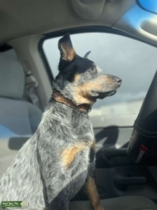 Ranchin Blue Heeler Listing Image