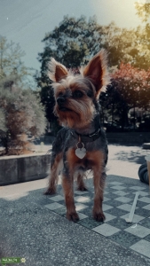 Looking for a Girlfriend  Listing Image
