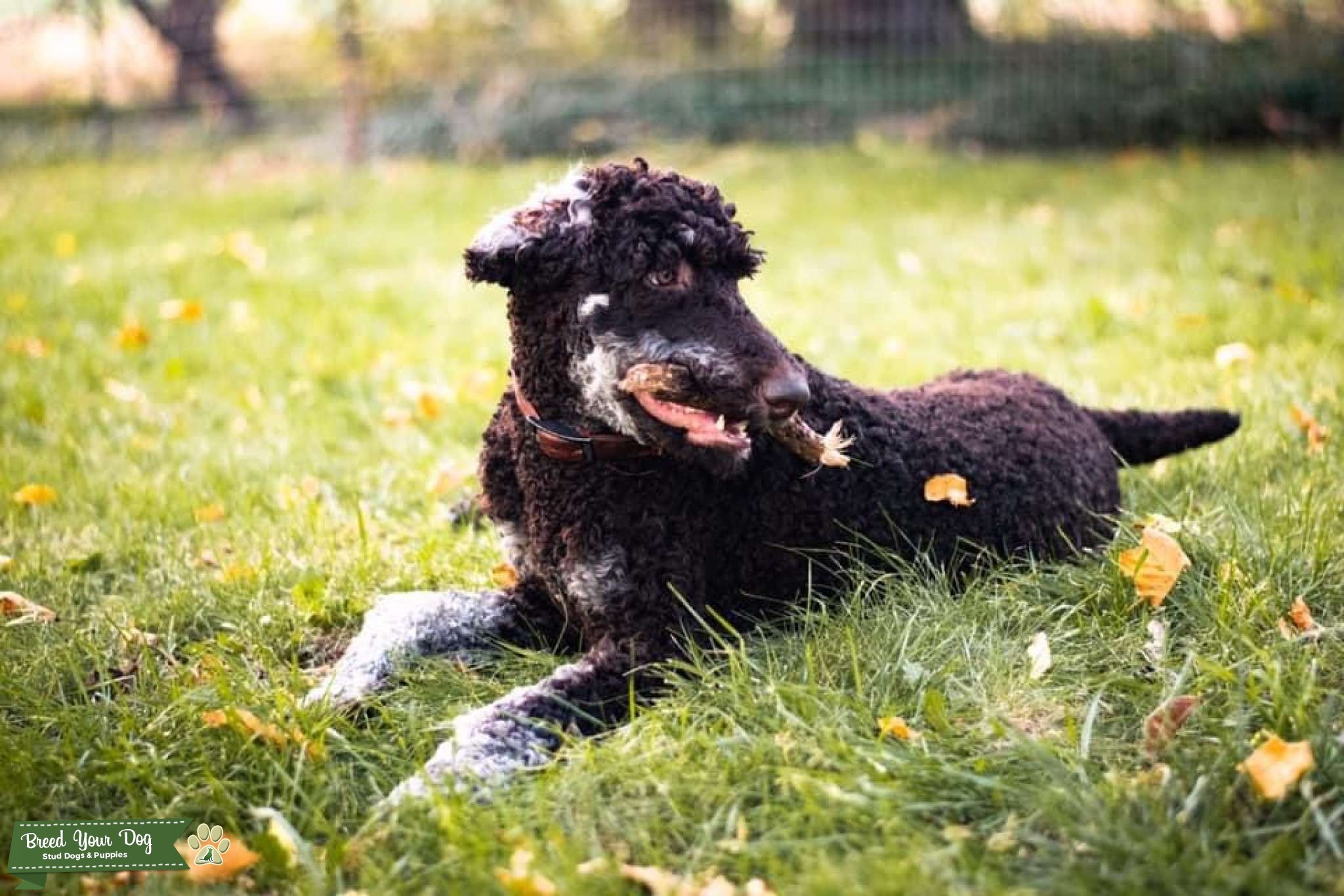 AKC Brown Phantom Stud Stud Dog in Michigan, the United States
