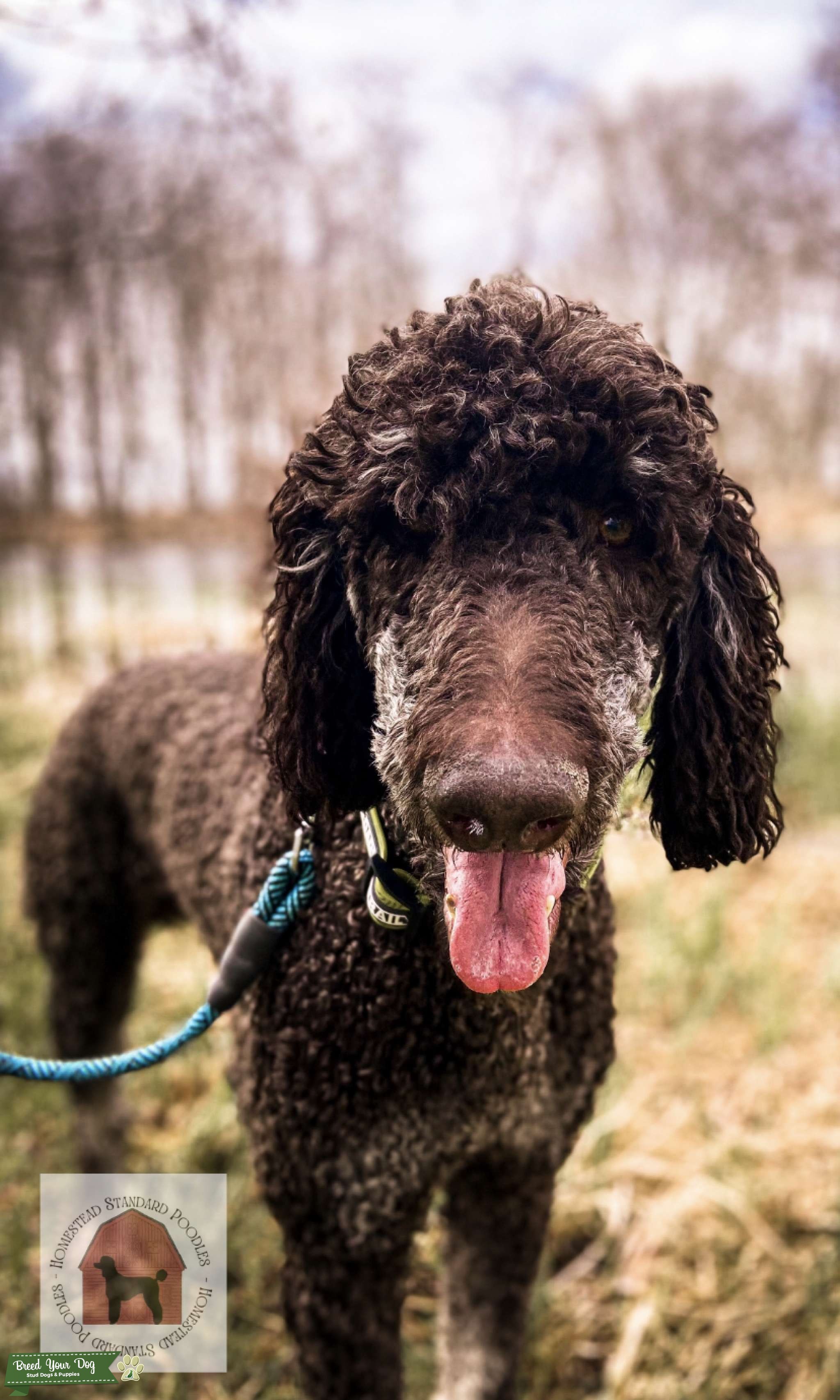 AKC Brown Phantom Stud Stud Dog in Michigan, the United States