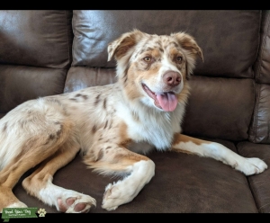 Red Merle Mini Aussie Listing Image