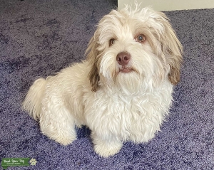 Shichon 'Teddy Bear' Shih-Tzu Bichon Frise' Mix White/Champagne Listing Image
