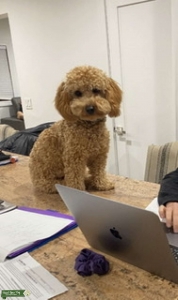 Mini golden doodle Listing Image