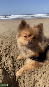 Fox face Pomeranian  Listing Image