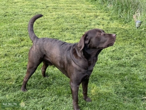 Chocolate Lab Listing Image
