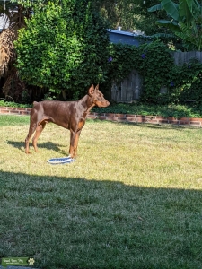 European Doberman Listing Image