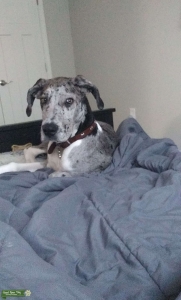 Great dane for breed Listing Image