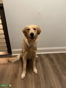 Beautiful, Sleek Golden Retriever  Listing Image