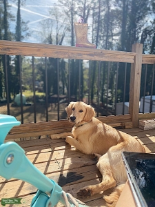 CKC Golden Retriever  Listing Image