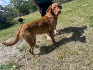 Red Labrador retriever at stud  Listing Image