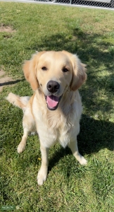 AKC Golden Stud  Listing Image
