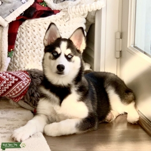 Pomsky that looks like a perfect miniature Husky  Listing Image