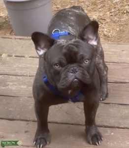 Brindle & Cream Listing Image