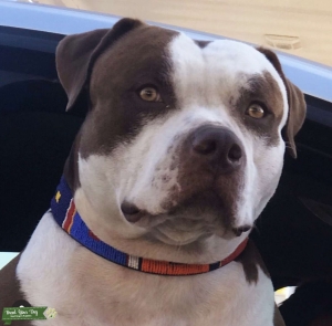AMERICAN BULLY XL STUD Listing Image