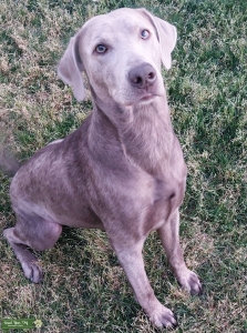 Silver Grey Labrador Listing Image