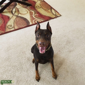 Euro Red/Rust Doberman AKC Registered Listing Image