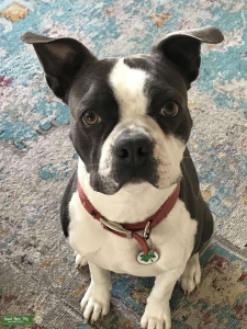 Blue and White Boston Terrier Stud Service Listing Image