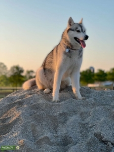 Husky stud  Listing Image