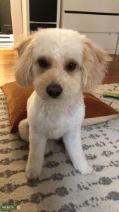 GF for a mix Cavapoochon  Listing Image