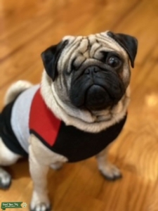Smartest dog ever! Listing Image