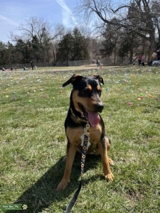 Mixed Breed | Beautiful rott/bully mix  Listing Image