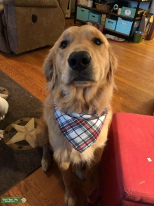 Looking for Female to Breed  Listing Image