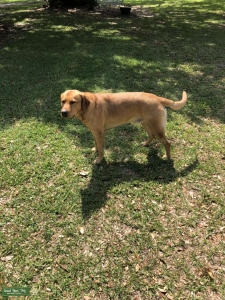 Fox Red Labrador Listing Image