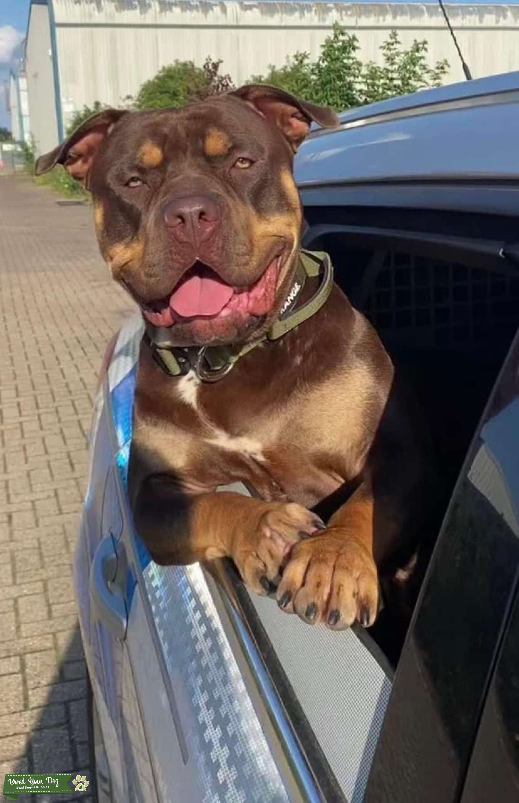 XL American Bully Stud Dog in England , Puerto Rico Breed Your Dog