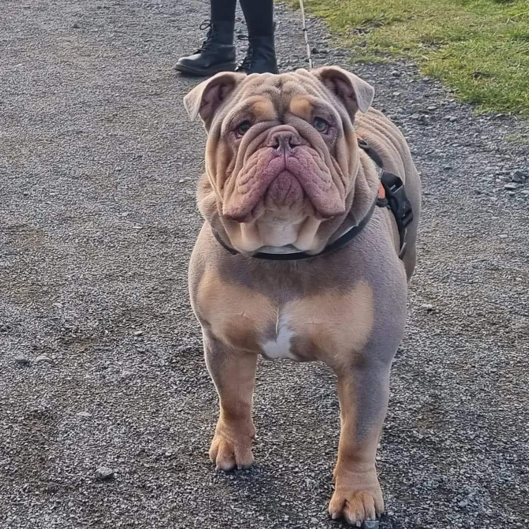 Lilac and Tan English Bulldog with outstanding bloodline. Stud Dog in
