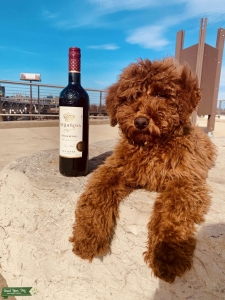 Looking for a GoldenDoodles Girlfriend Listing Image