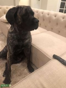 4 year old pure bred brindle English Mastiff  Listing Image