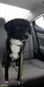Toy Australian Shepherd Listing Image