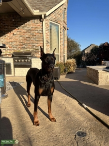 2 Year Old Male European Doberman (Black + Rust) Listing Image