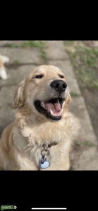 Handsome AKC Golden Retriever  Listing Image