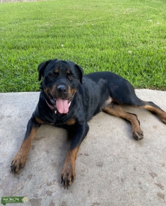 Female Rottweiler 13 months breeding  Listing Image