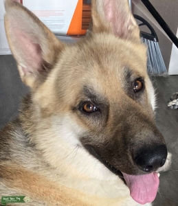 K9 German Shepherd Listing Image