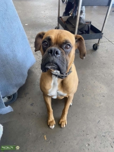 Brown Boxer Listing Image