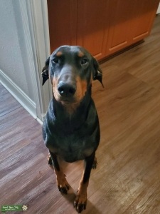 Black Doberman Listing Image