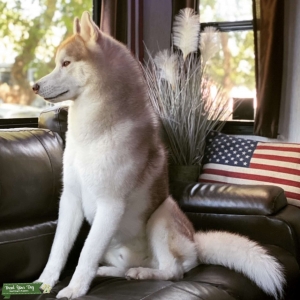 Siberian Husky top CH lines  Dakine Siberian Huskies Oregon Stud Service Listing Image