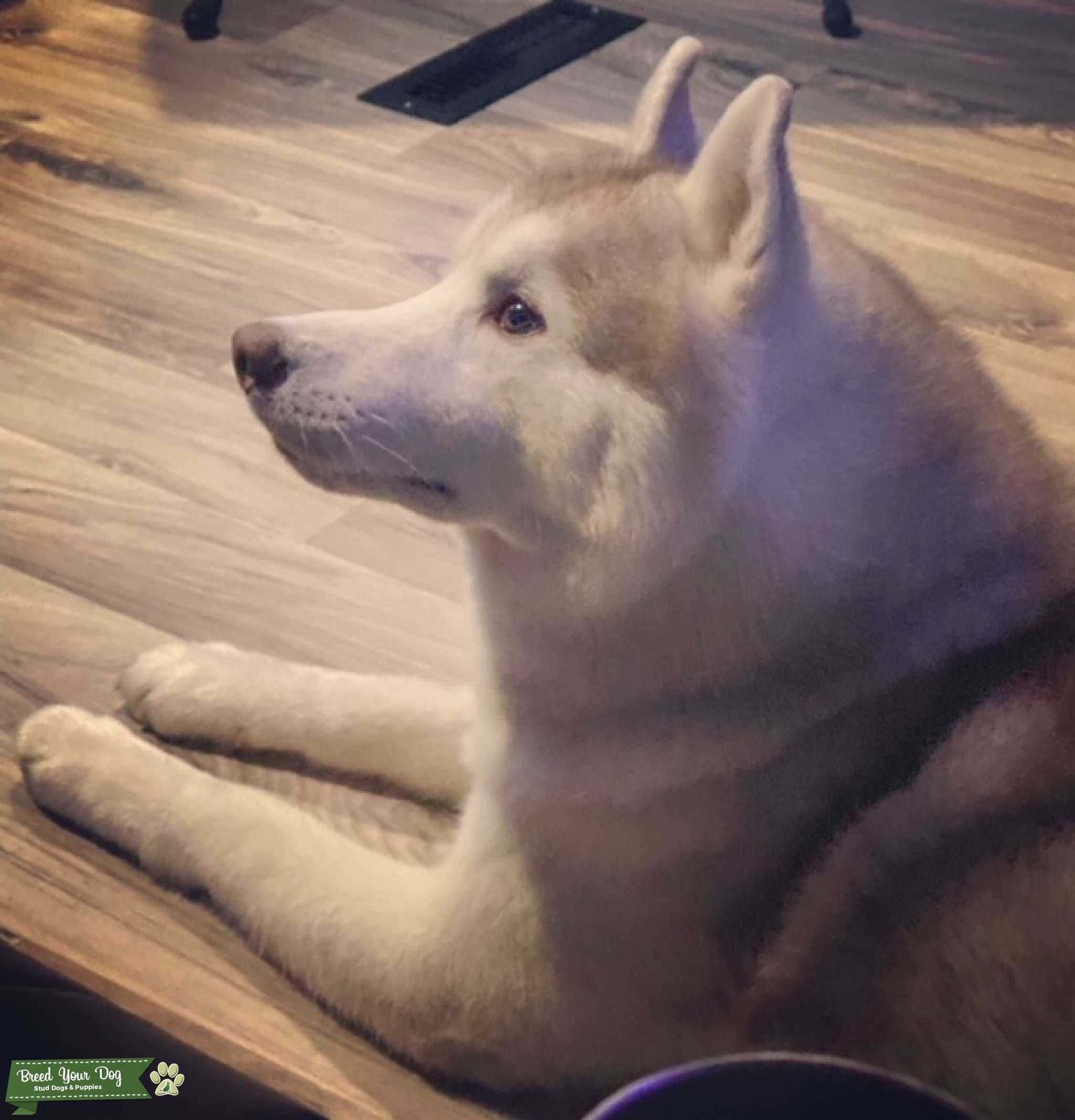 Siberian Husky top CH lines Oregon Stud Service Stud Dog in OR