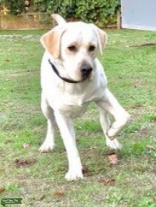 English Yellow Lab for Stud Listing Image