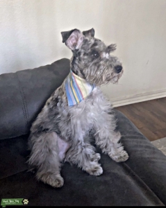 Miniature Schnauzer Stud  Listing Image